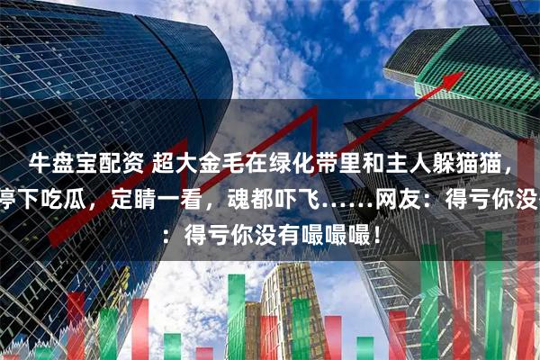 牛盘宝配资 超大金毛在绿化带里和主人躲猫猫,路人刚想停下吃瓜,定睛一看,魂都吓飞……网友:得亏你没有嘬嘬嘬!