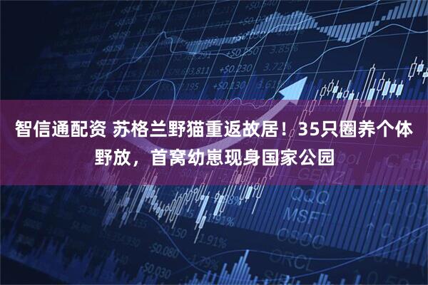 智信通配资 苏格兰野猫重返故居！35只圈养个体野放，首窝幼崽现身国家公园