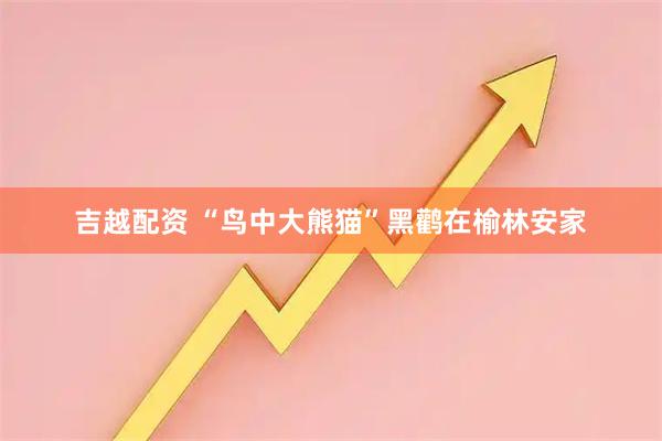 吉越配资 “鸟中大熊猫”黑鹳在榆林安家